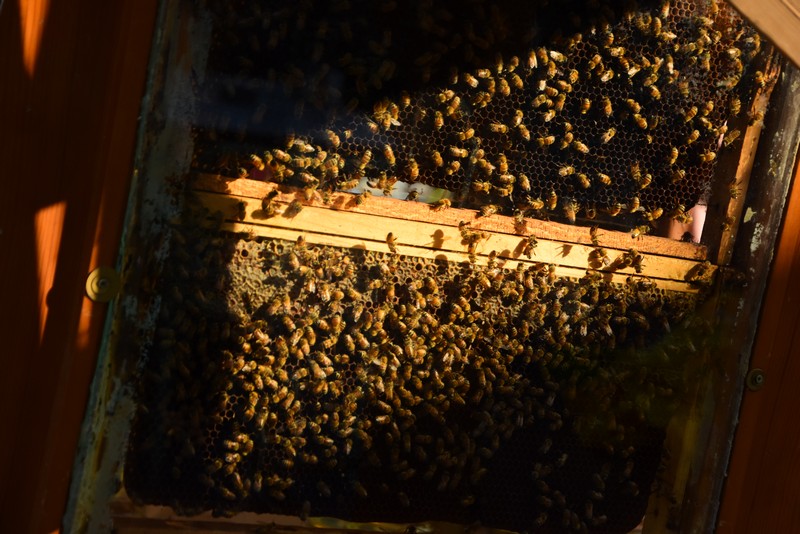 Honey Day-AUBees 2019